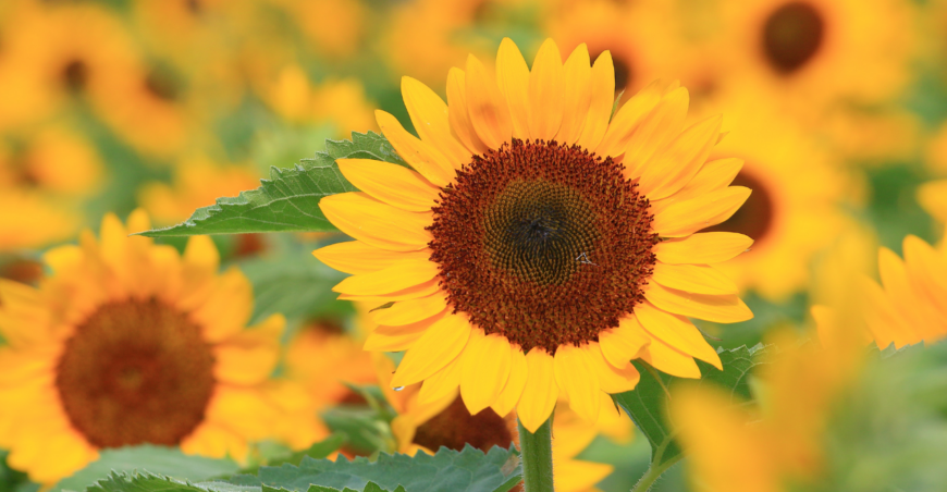 Thought of the Month - August