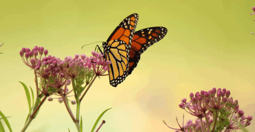 Thought For the Month - June