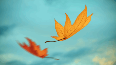 The Fall Season: The Process of Life