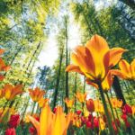 Thought for the Month – March